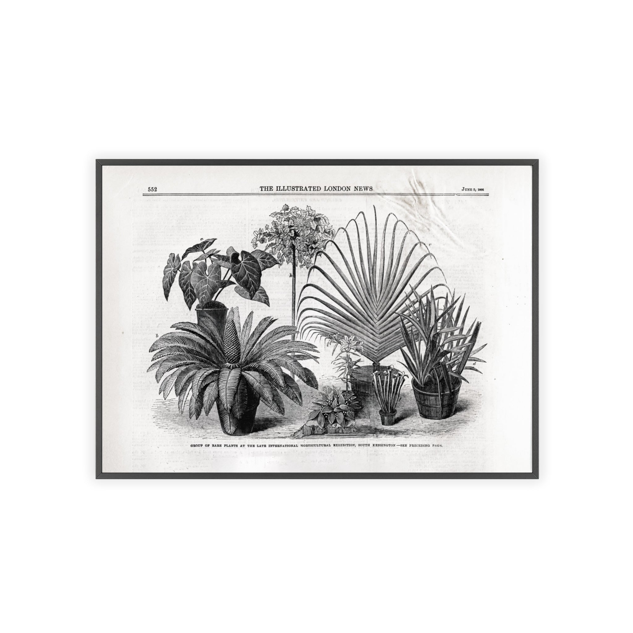 Group of Rare Plants at the International Horticultural Exhibition. Vintage Botanical Print Poster with Wooden Frame — Black & White Plant Illustration