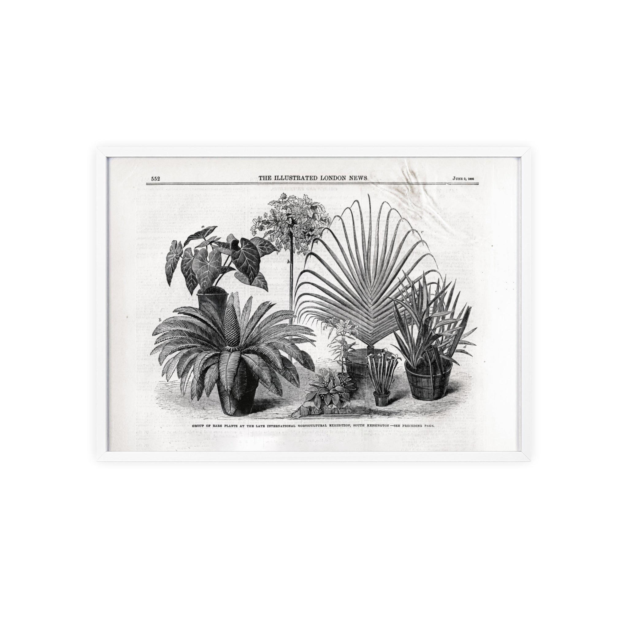 Group of Rare Plants at the International Horticultural Exhibition. Vintage Botanical Print Poster with Wooden Frame — Black & White Plant Illustration