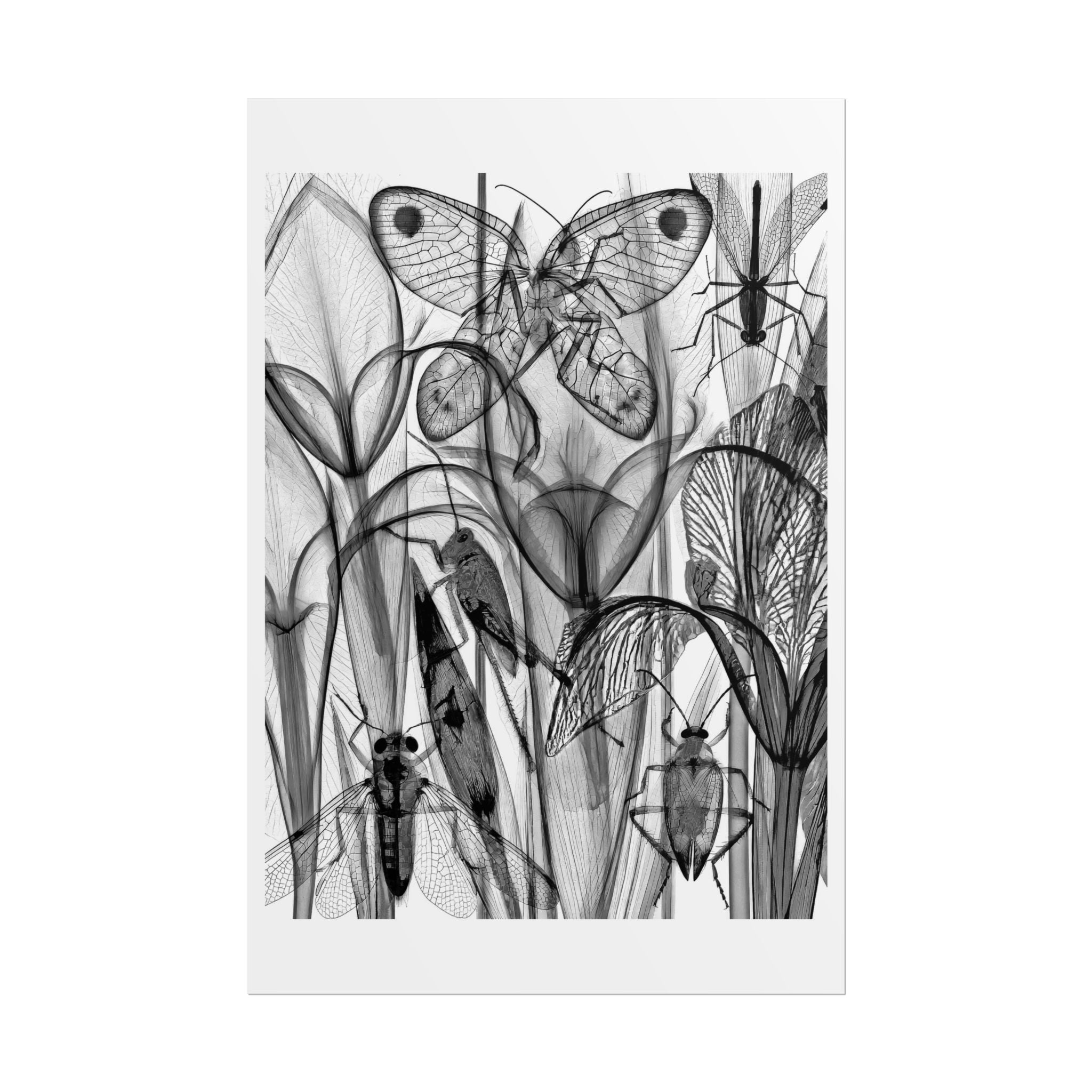 Monochrome Botanical Insects Rolled Poster — X-Ray Style Nature Art Print