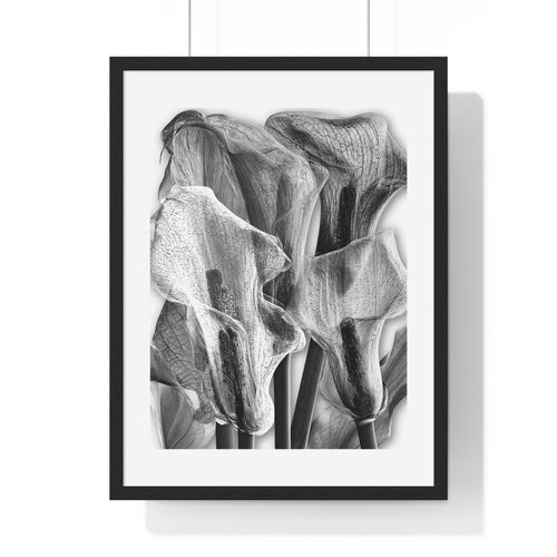 Black & White Calla Lily Framed Poster
