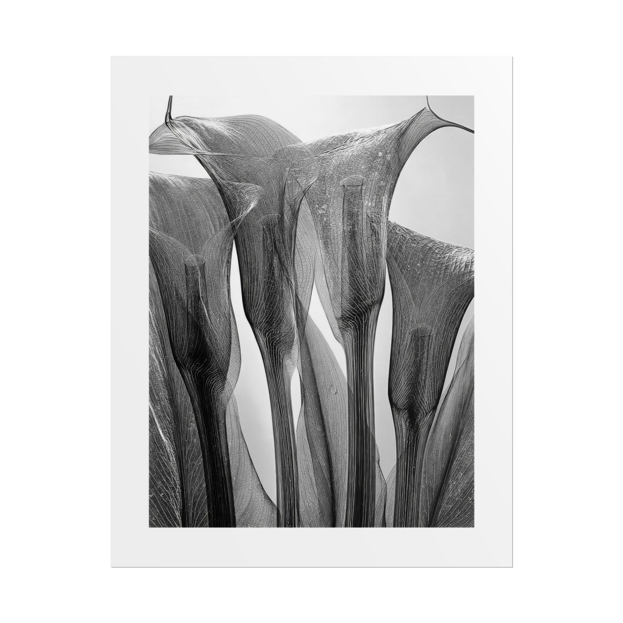 Abstract Botanical Poster — Black & White Calla Lily Photography (Rolled Poster)