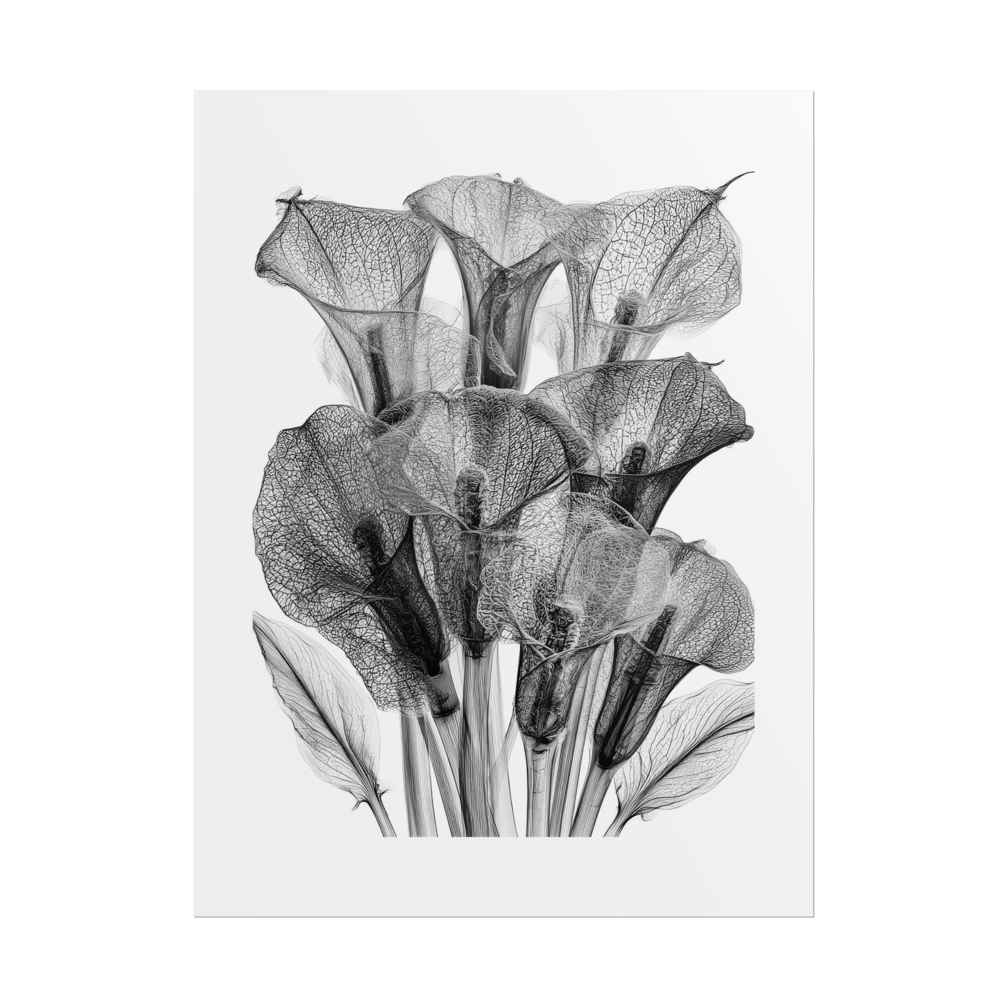 Rolled Poster - Black & White X-Ray Calla Lily Botanical Print