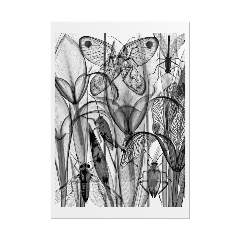 Botanical Insect X‑Ray Rolled Poster — Monochrome Moths & Beetles Art Print