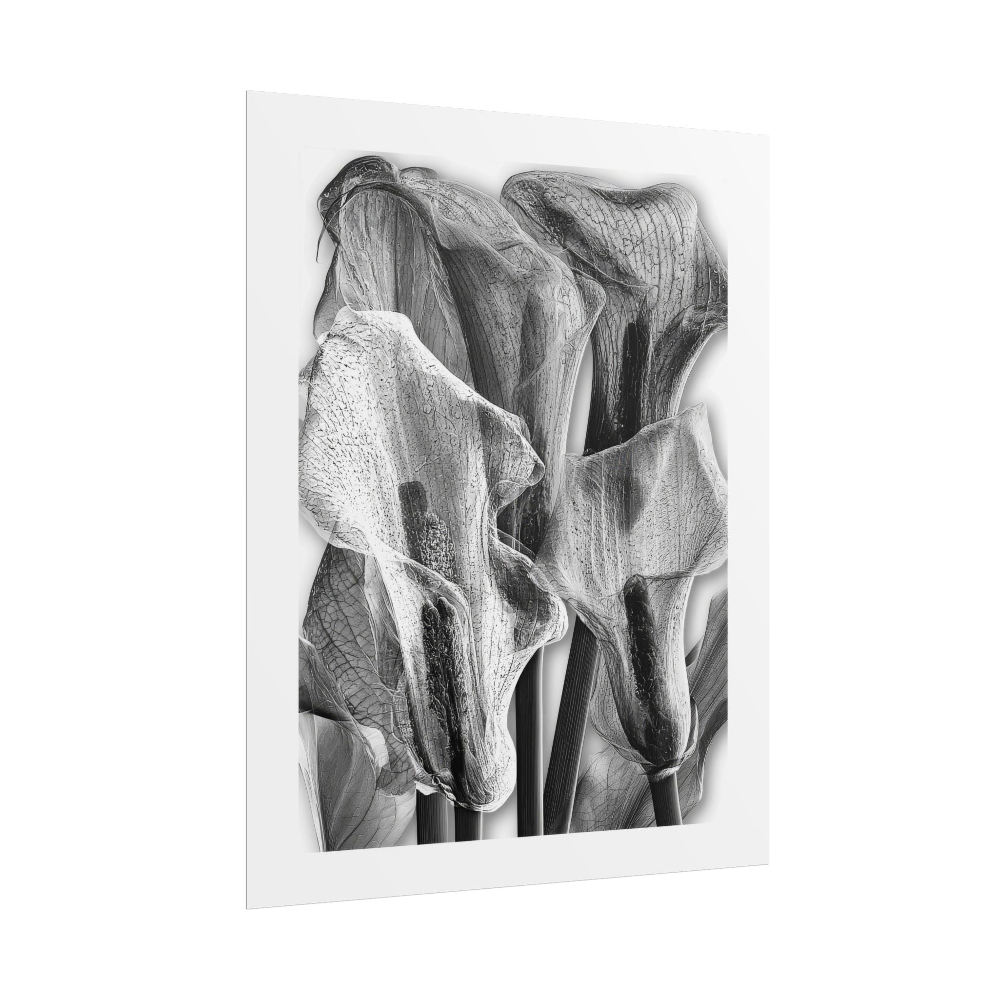 Black & White Calla Lily Poster — Minimal Floral Wall Art, Rolled Art Print for Living Room & Bedroom