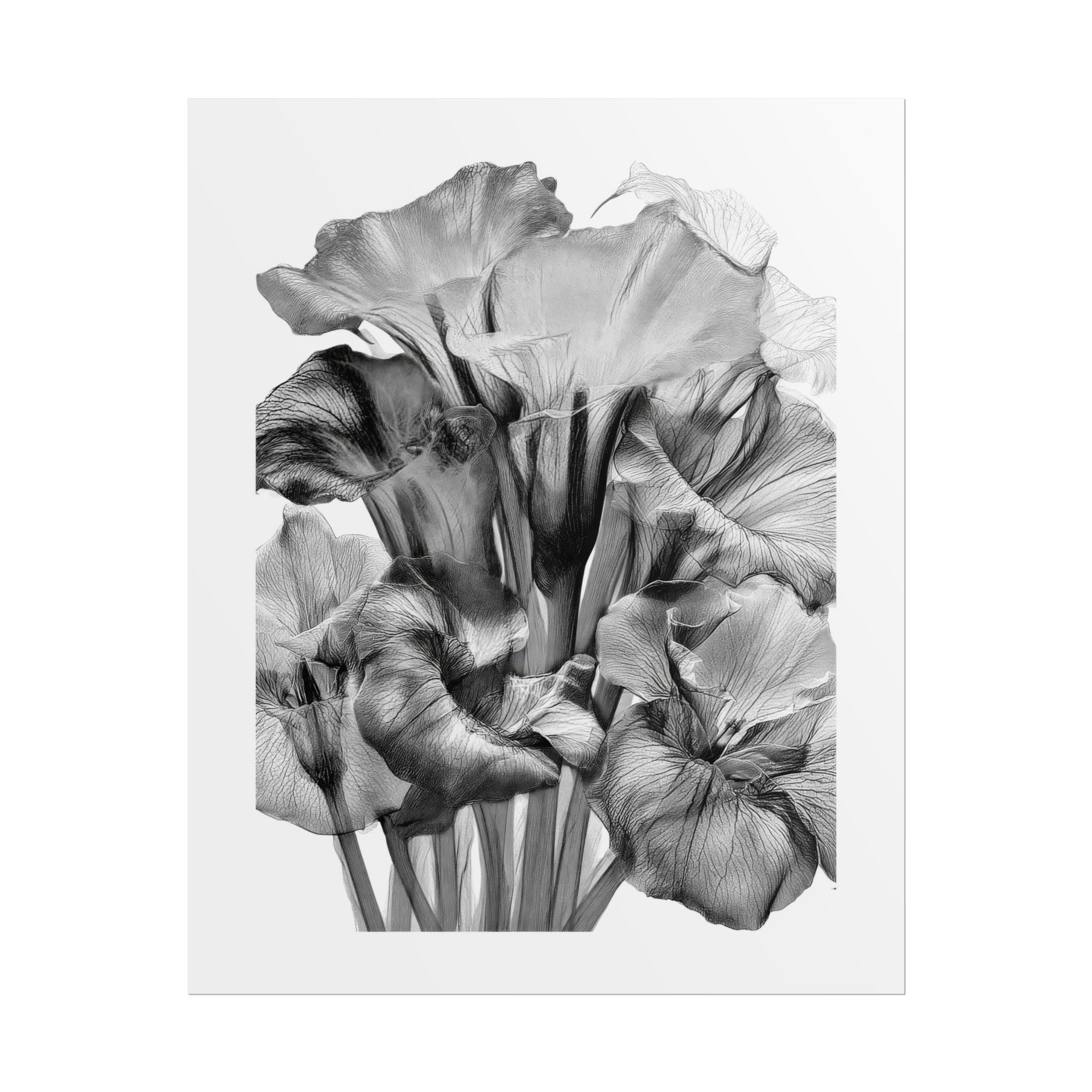 Black & White Iris Botanical Poster — Monochrome Floral Wall Art (Rolled Poster)