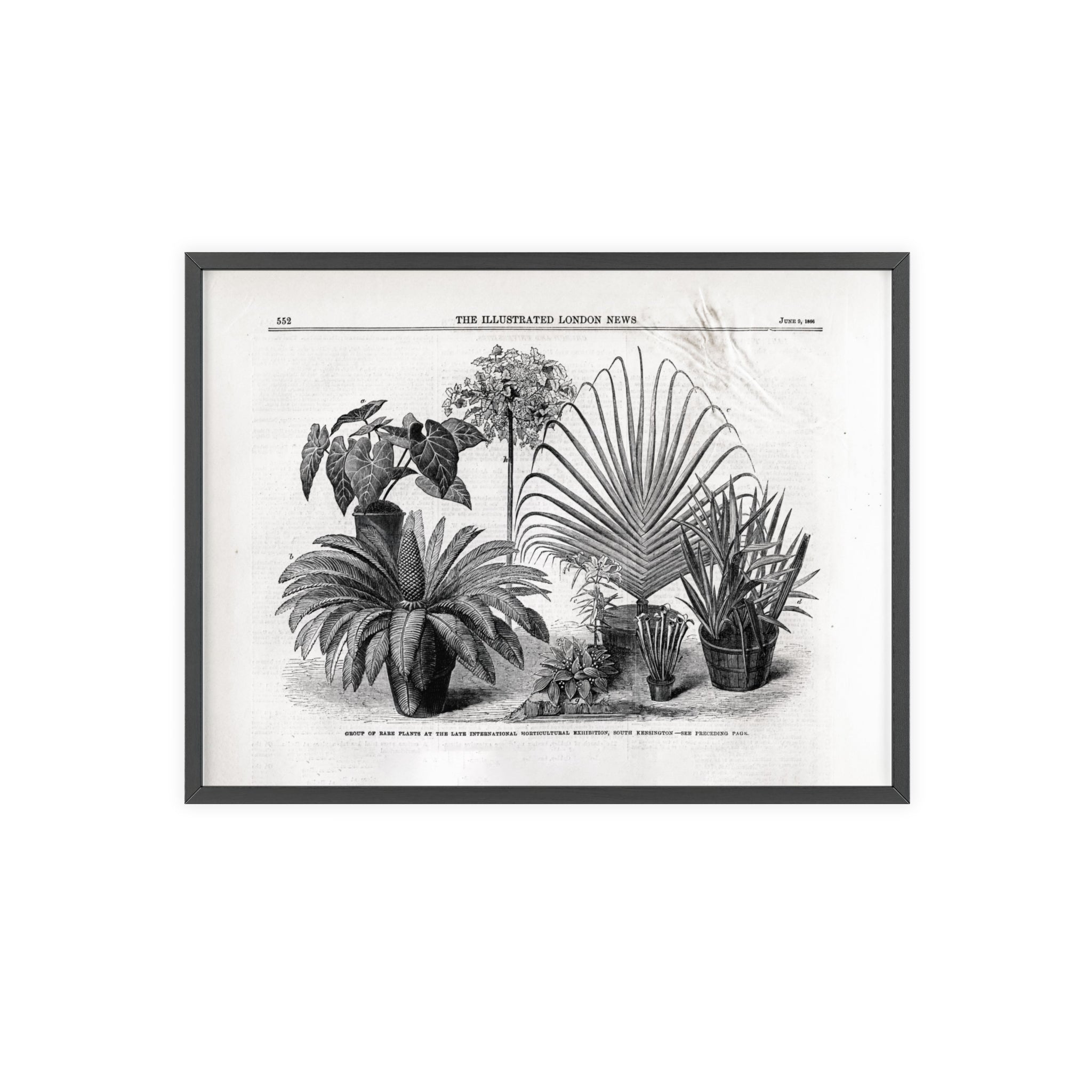 Group of Rare Plants at the International Horticultural Exhibition. Vintage Botanical Print Poster with Wooden Frame — Black & White Plant Illustration