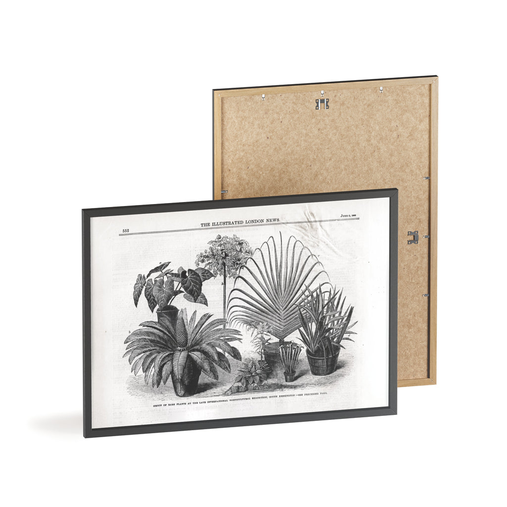 Group of Rare Plants at the International Horticultural Exhibition. Vintage Botanical Print Poster with Wooden Frame — Black & White Plant Illustration