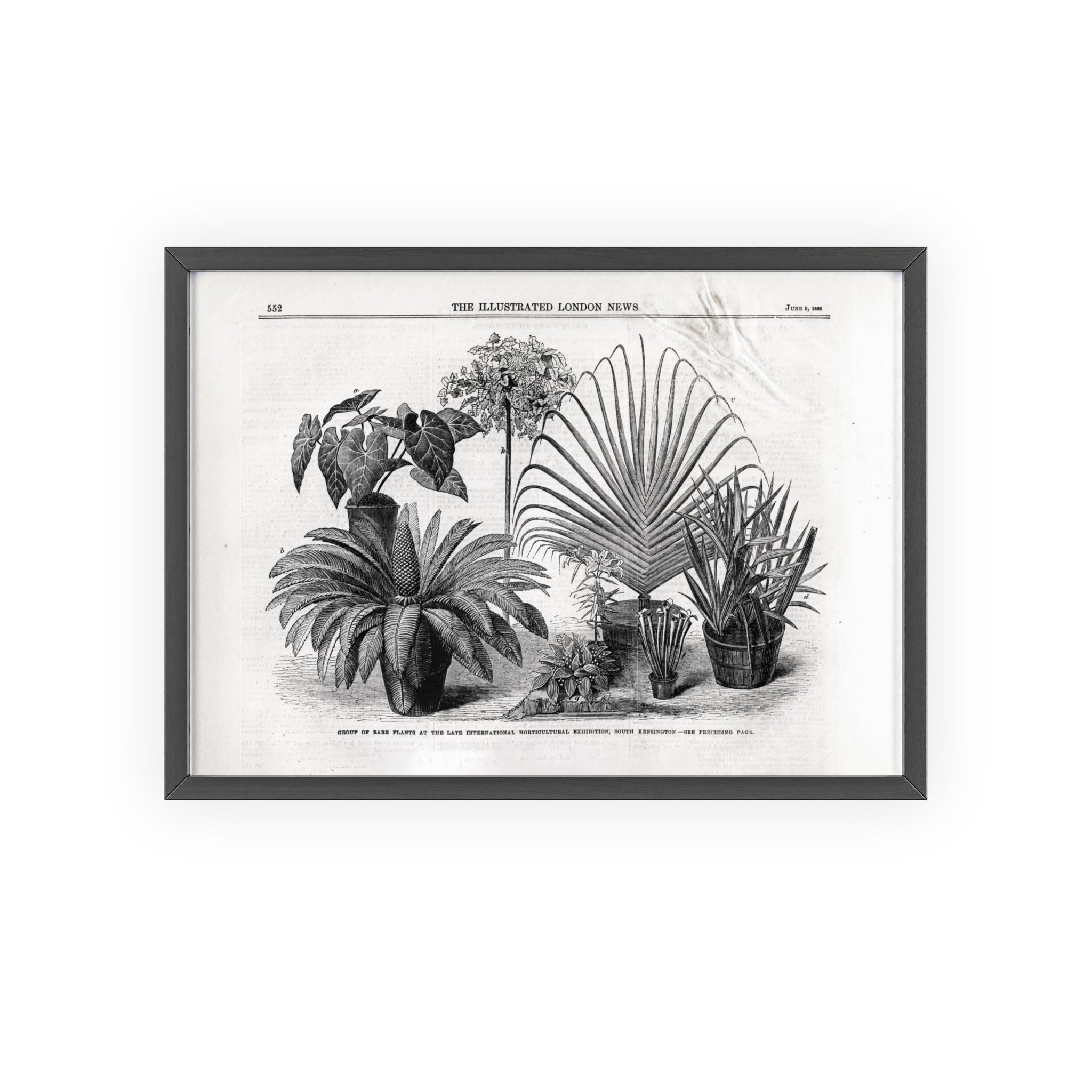 Group of Rare Plants at the International Horticultural Exhibition. Vintage Botanical Print Poster with Wooden Frame — Black & White Plant Illustration