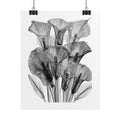 Rolled Poster - Black & White X-Ray Calla Lily Botanical Print