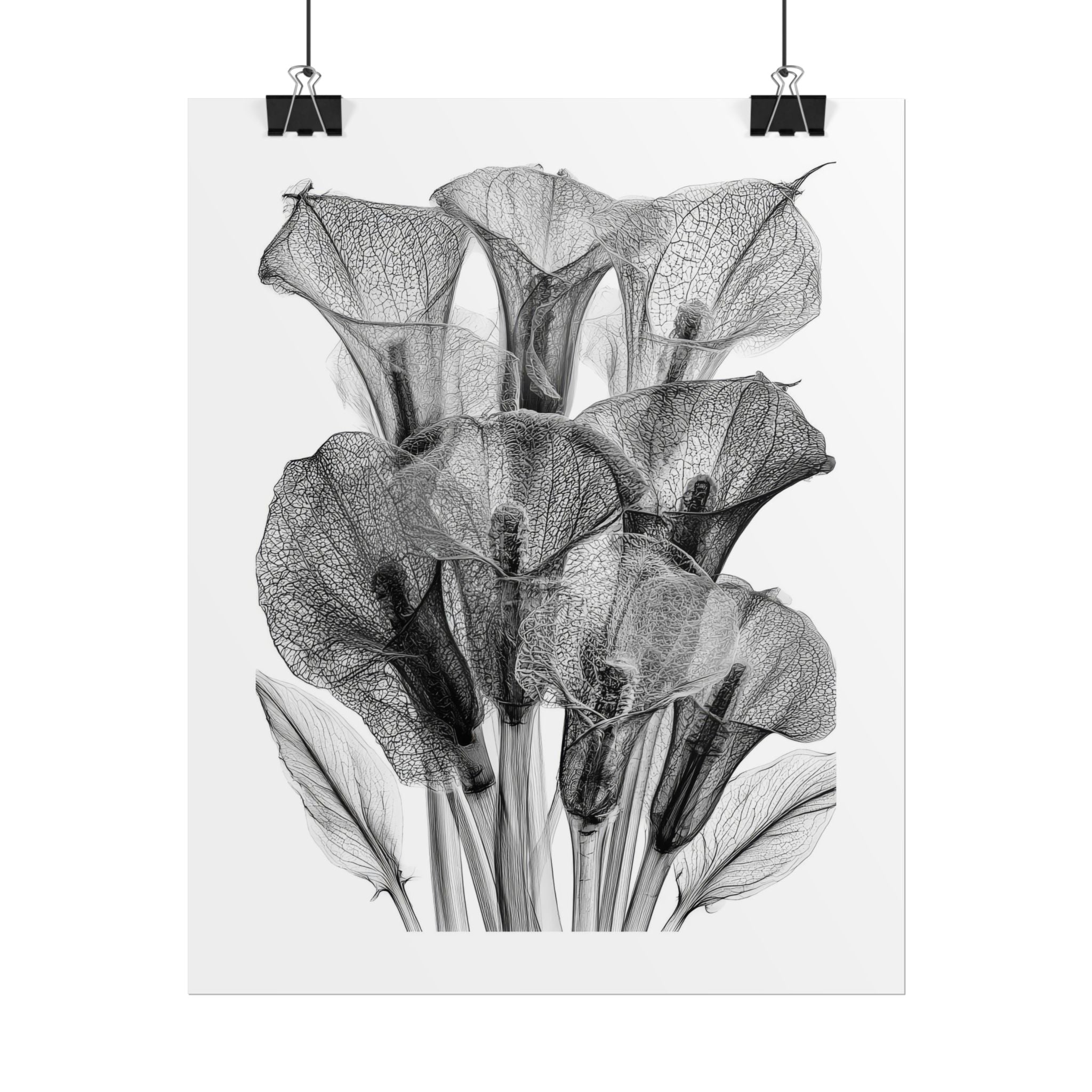 Rolled Poster - Black & White X-Ray Calla Lily Botanical Print