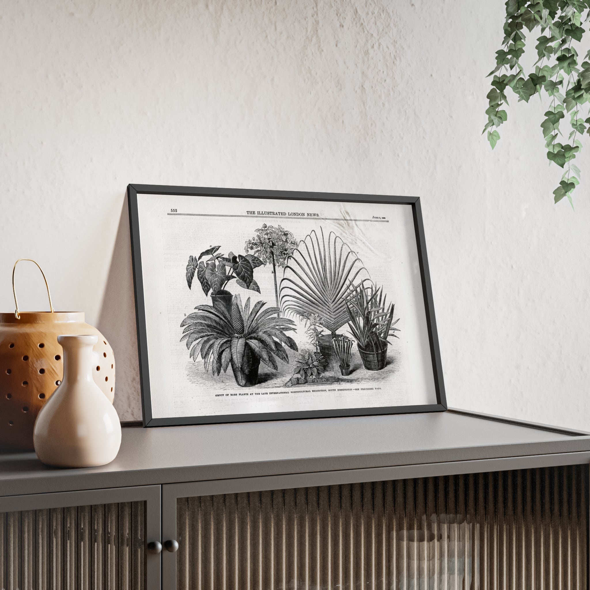 Group of Rare Plants at the International Horticultural Exhibition. Vintage Botanical Print Poster with Wooden Frame — Black & White Plant Illustration