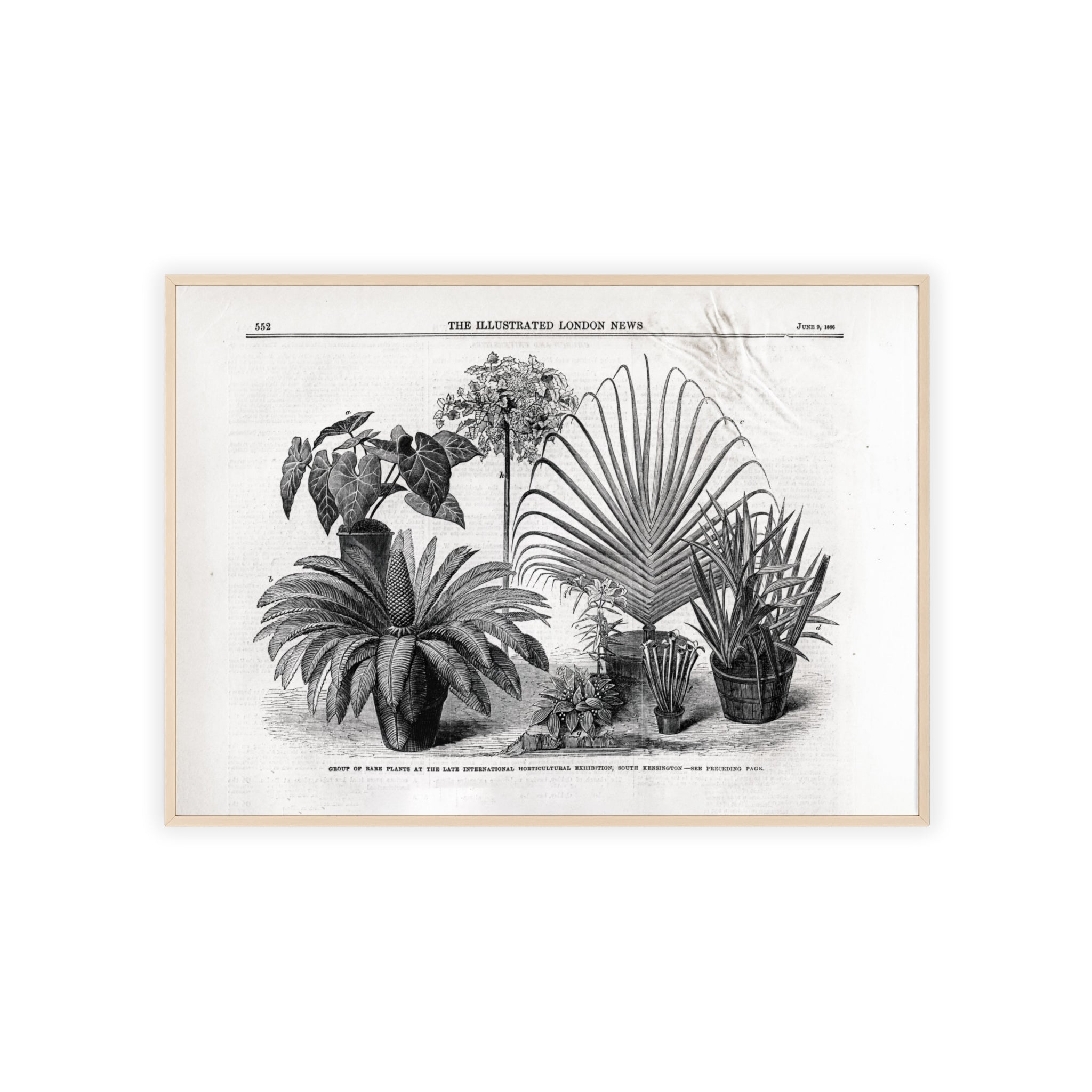 Group of Rare Plants at the International Horticultural Exhibition. Vintage Botanical Print Poster with Wooden Frame — Black & White Plant Illustration