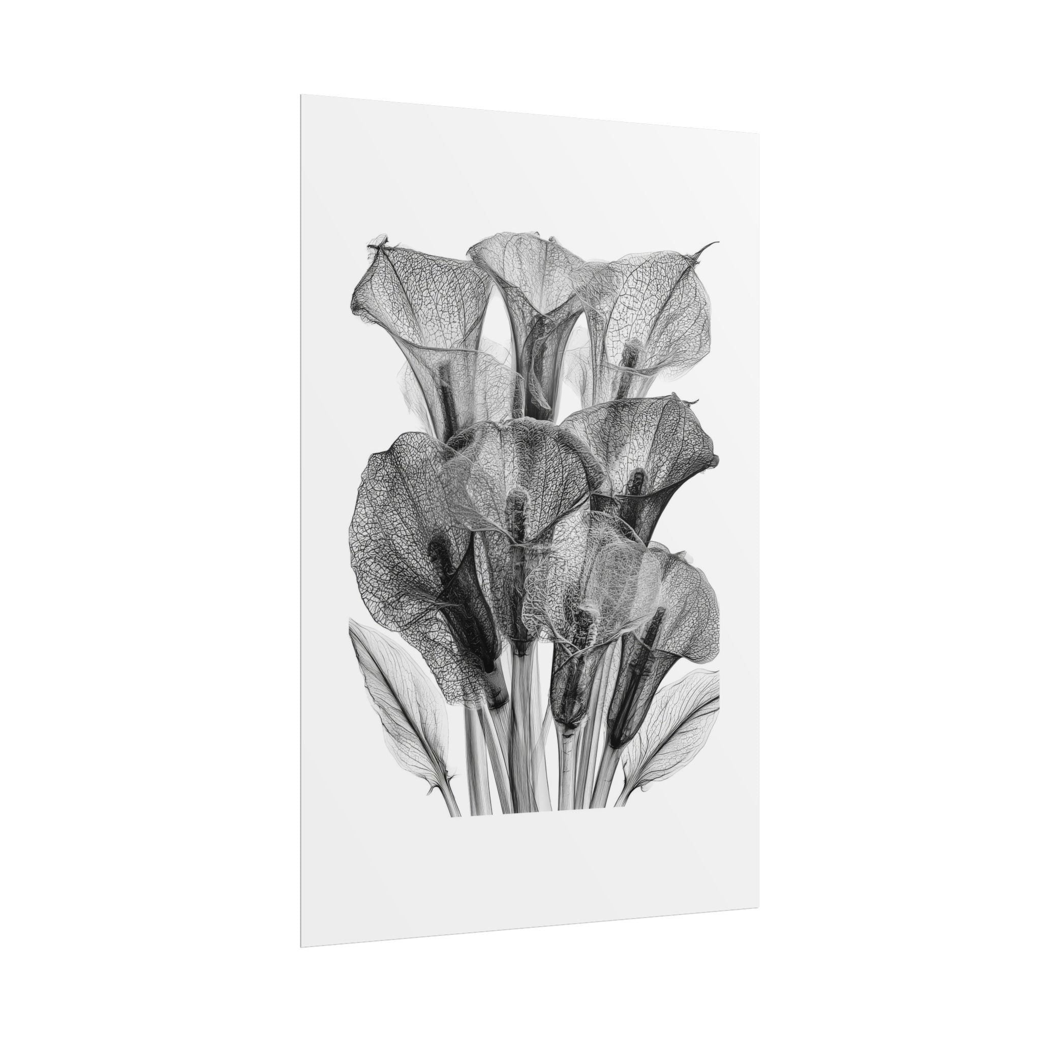 Rolled Poster - Black & White X-Ray Calla Lily Botanical Print