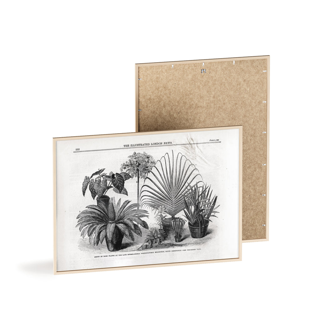 Group of Rare Plants at the International Horticultural Exhibition. Vintage Botanical Print Poster with Wooden Frame — Black & White Plant Illustration