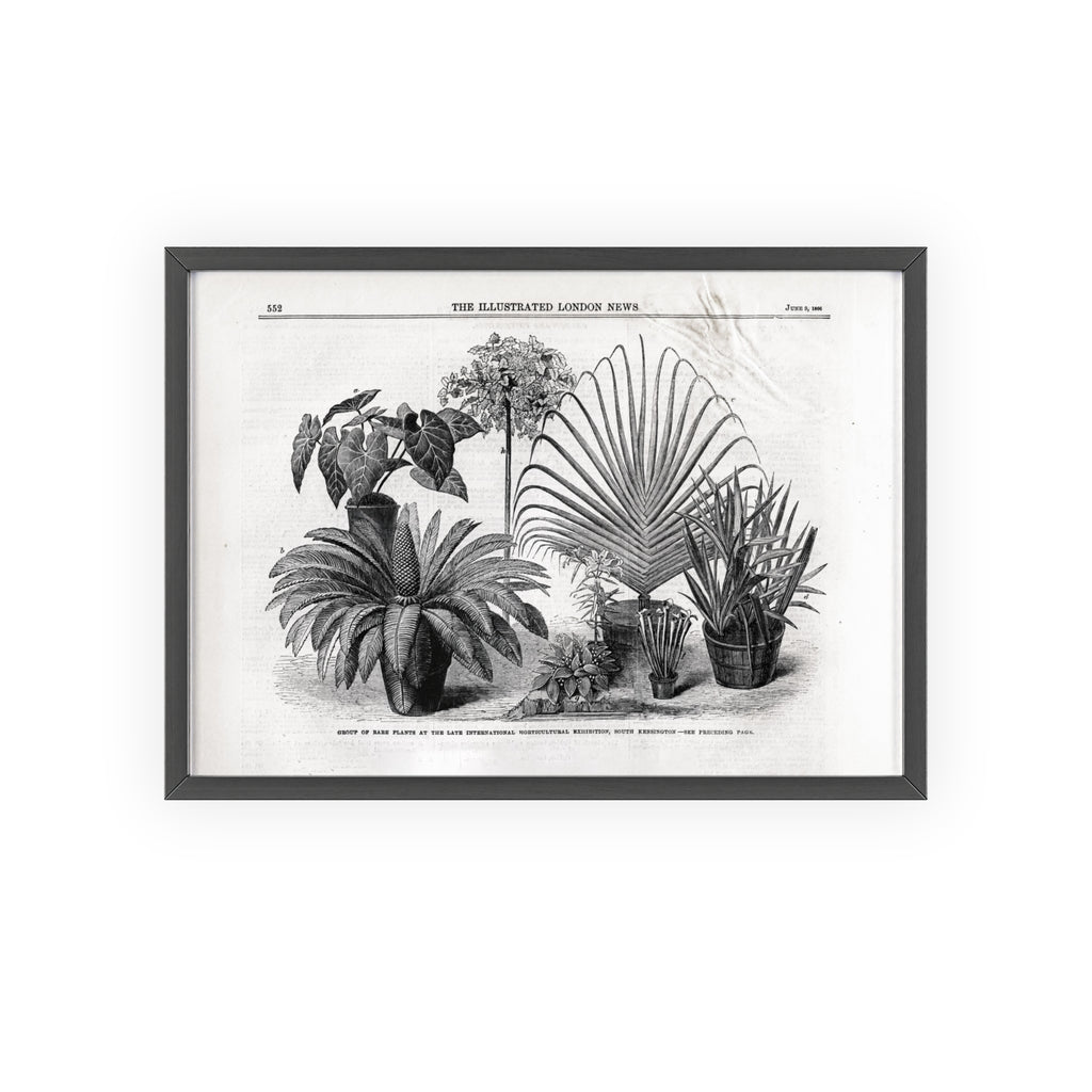Group of Rare Plants at the International Horticultural Exhibition. Vintage Botanical Print Poster with Wooden Frame — Black & White Plant Illustration