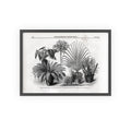Group of Rare Plants at the International Horticultural Exhibition. Vintage Botanical Print Poster with Wooden Frame — Black & White Plant Illustration