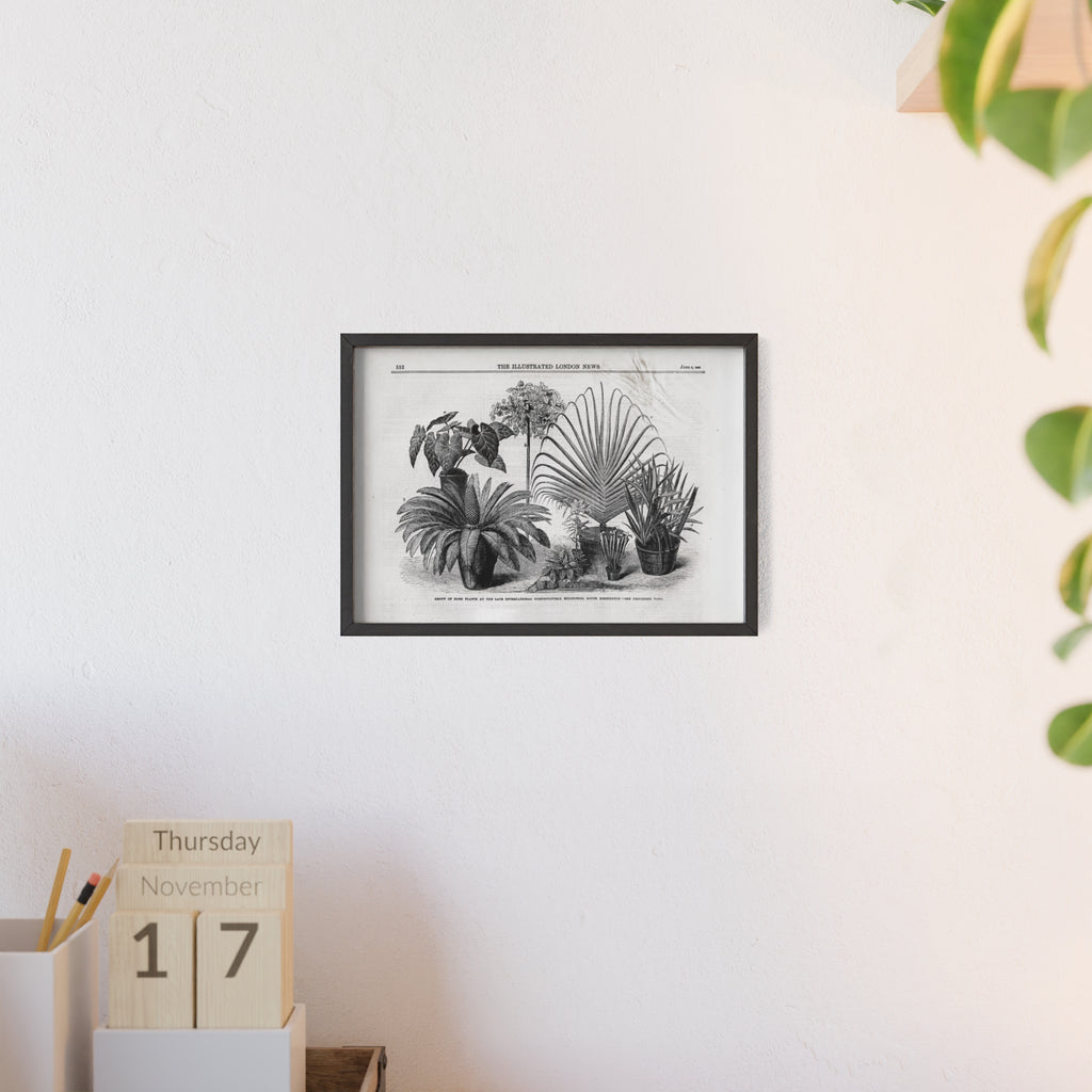 Group of Rare Plants at the International Horticultural Exhibition. Vintage Botanical Print Poster with Wooden Frame — Black & White Plant Illustration