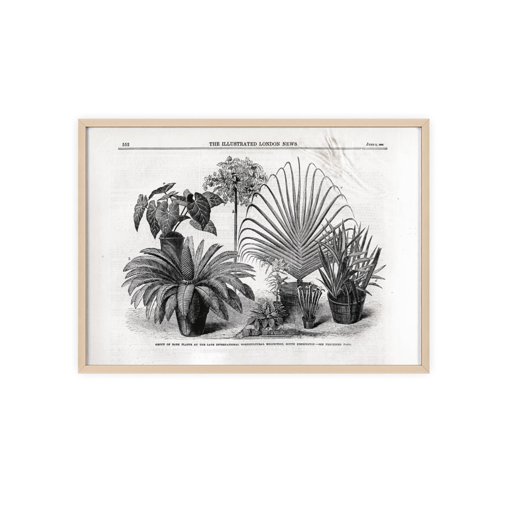 Group of Rare Plants at the International Horticultural Exhibition. Vintage Botanical Print Poster with Wooden Frame — Black & White Plant Illustration