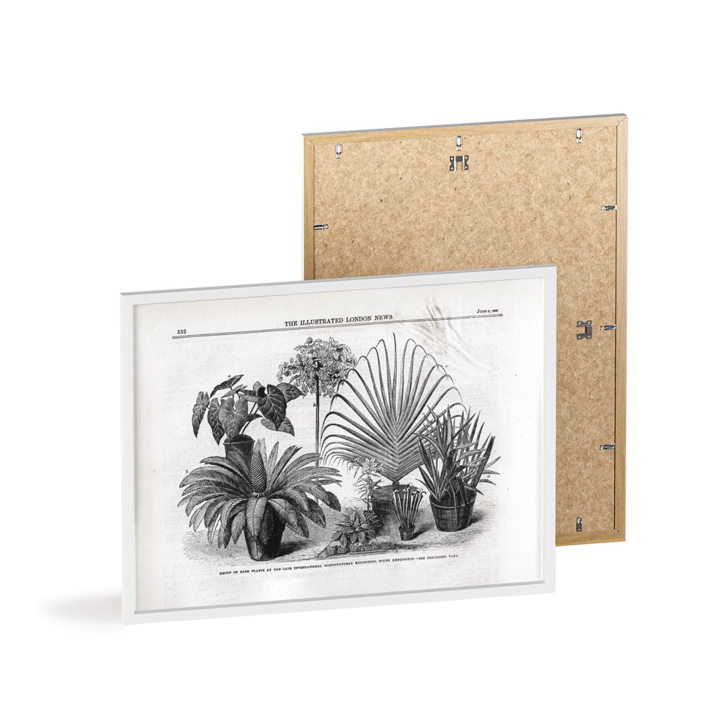 Group of Rare Plants at the International Horticultural Exhibition. Vintage Botanical Print Poster with Wooden Frame — Black & White Plant Illustration