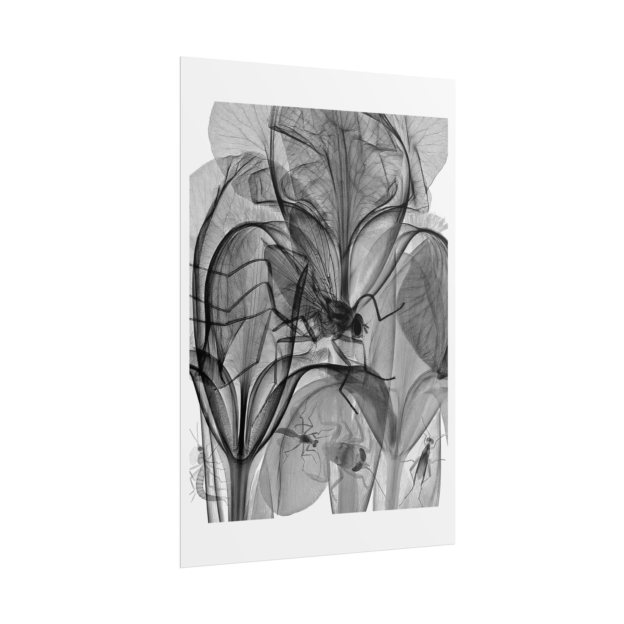 Botanical X-Ray Art Poster — Monochrome Floral Rolled Print
