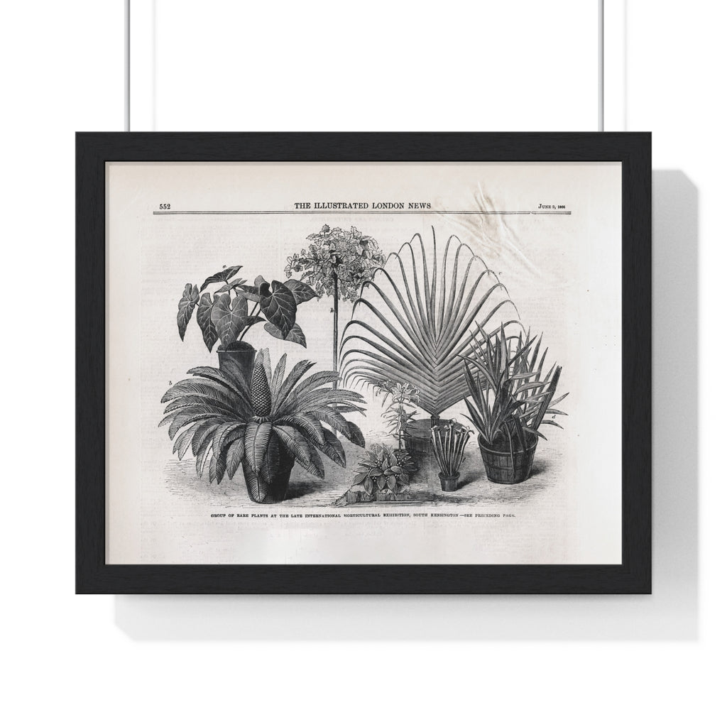 Vintage Botanical Print Framed Poster — Antique Plant Illustration
