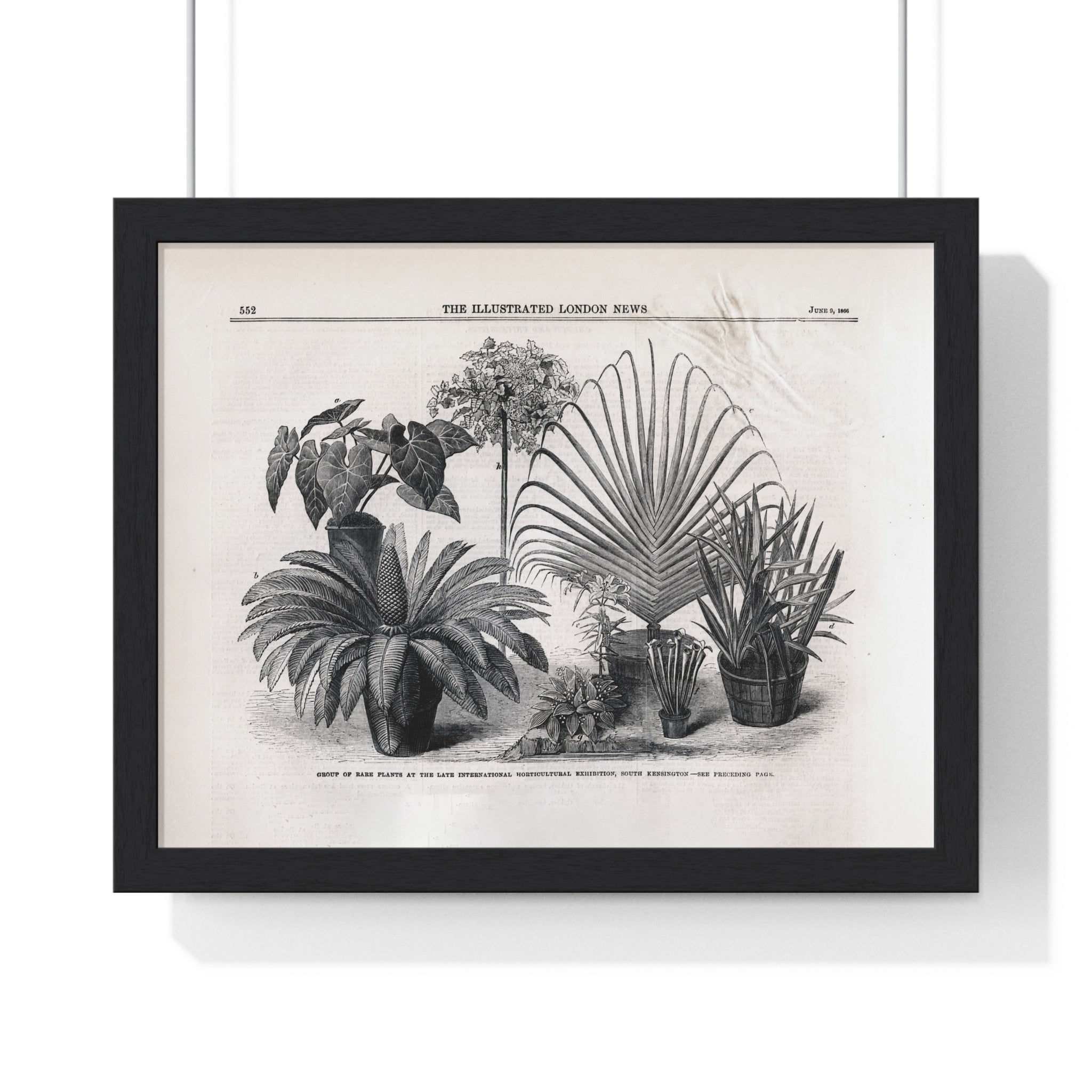 Vintage Botanical Print Framed Poster — Antique Plant Illustration