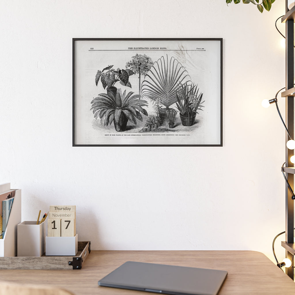 Group of Rare Plants at the International Horticultural Exhibition. Vintage Botanical Print Poster with Wooden Frame — Black & White Plant Illustration