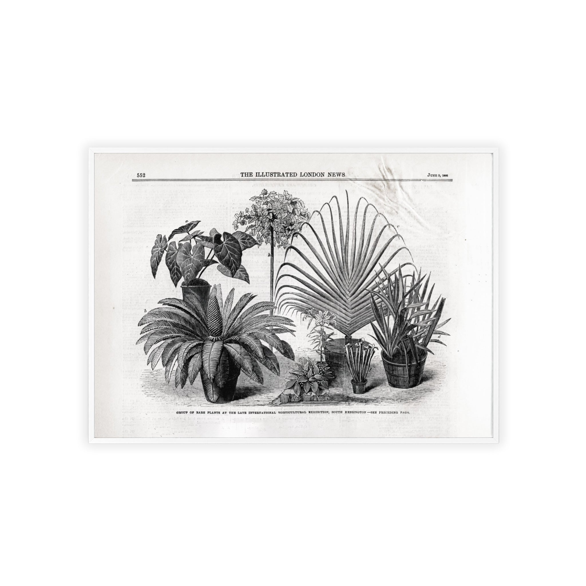 Group of Rare Plants at the International Horticultural Exhibition. Vintage Botanical Print Poster with Wooden Frame — Black & White Plant Illustration