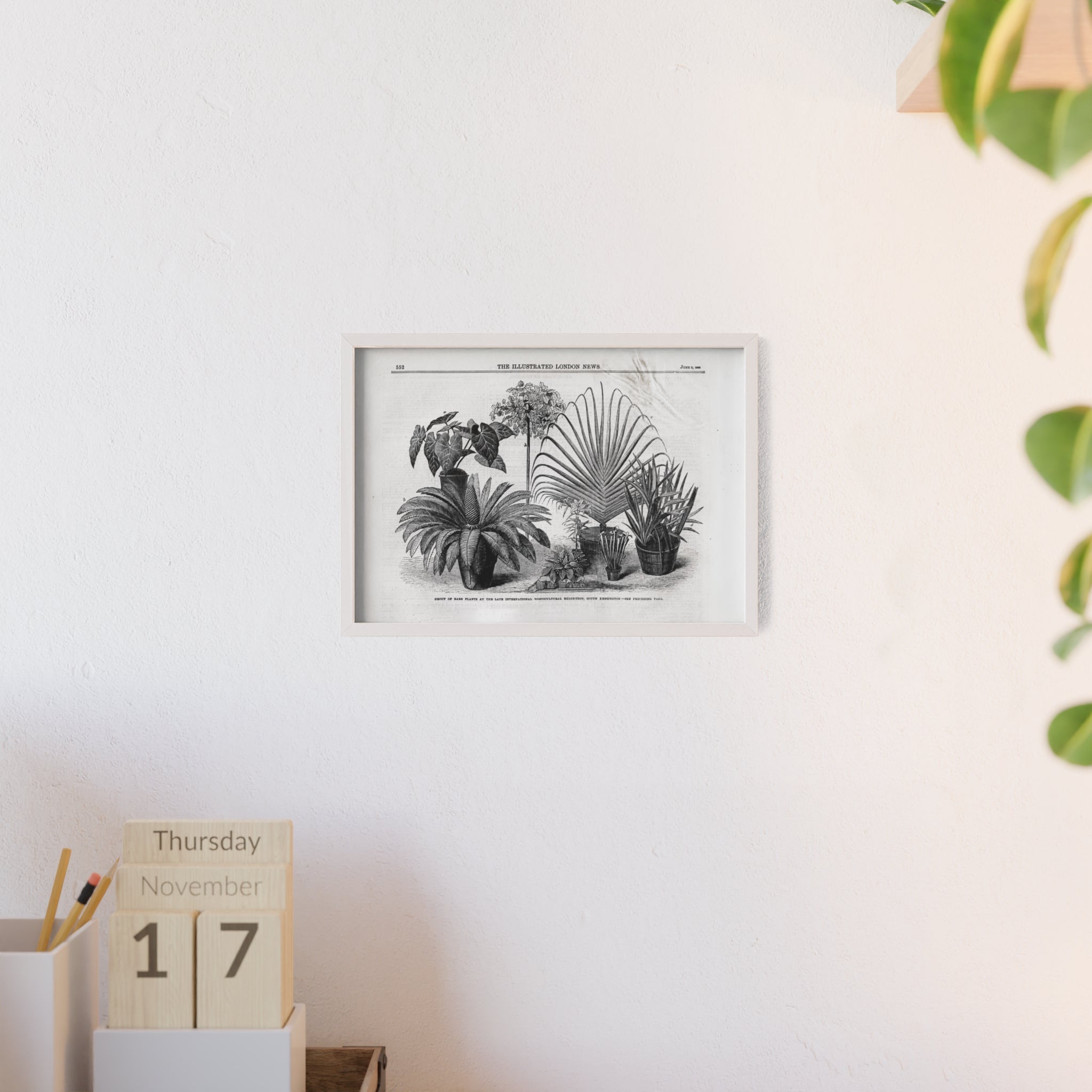 Group of Rare Plants at the International Horticultural Exhibition. Vintage Botanical Print Poster with Wooden Frame — Black & White Plant Illustration