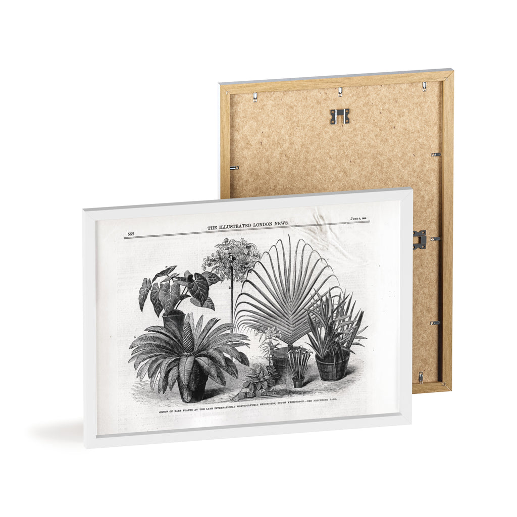 Group of Rare Plants at the International Horticultural Exhibition. Vintage Botanical Print Poster with Wooden Frame — Black & White Plant Illustration
