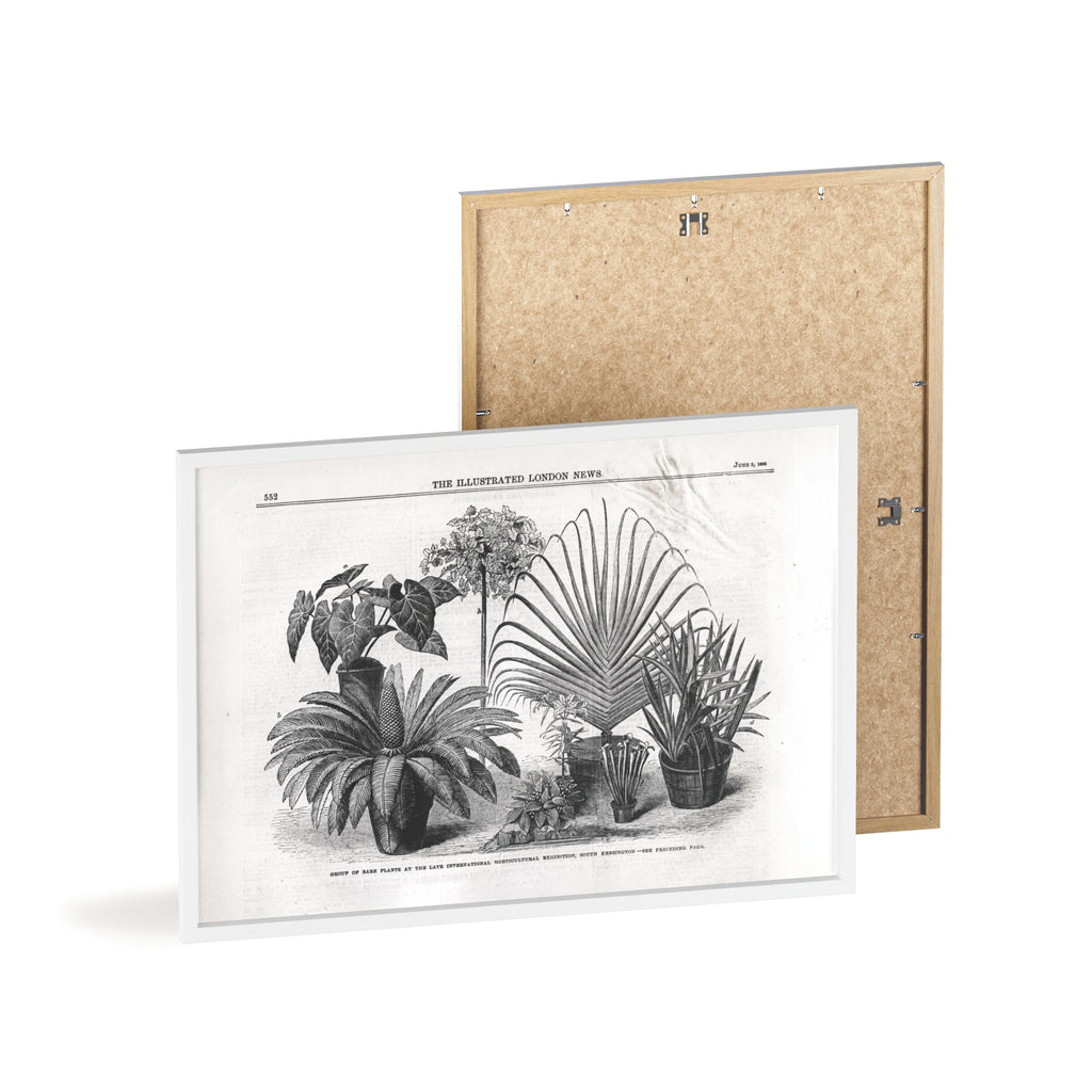 Group of Rare Plants at the International Horticultural Exhibition. Vintage Botanical Print Poster with Wooden Frame — Black & White Plant Illustration