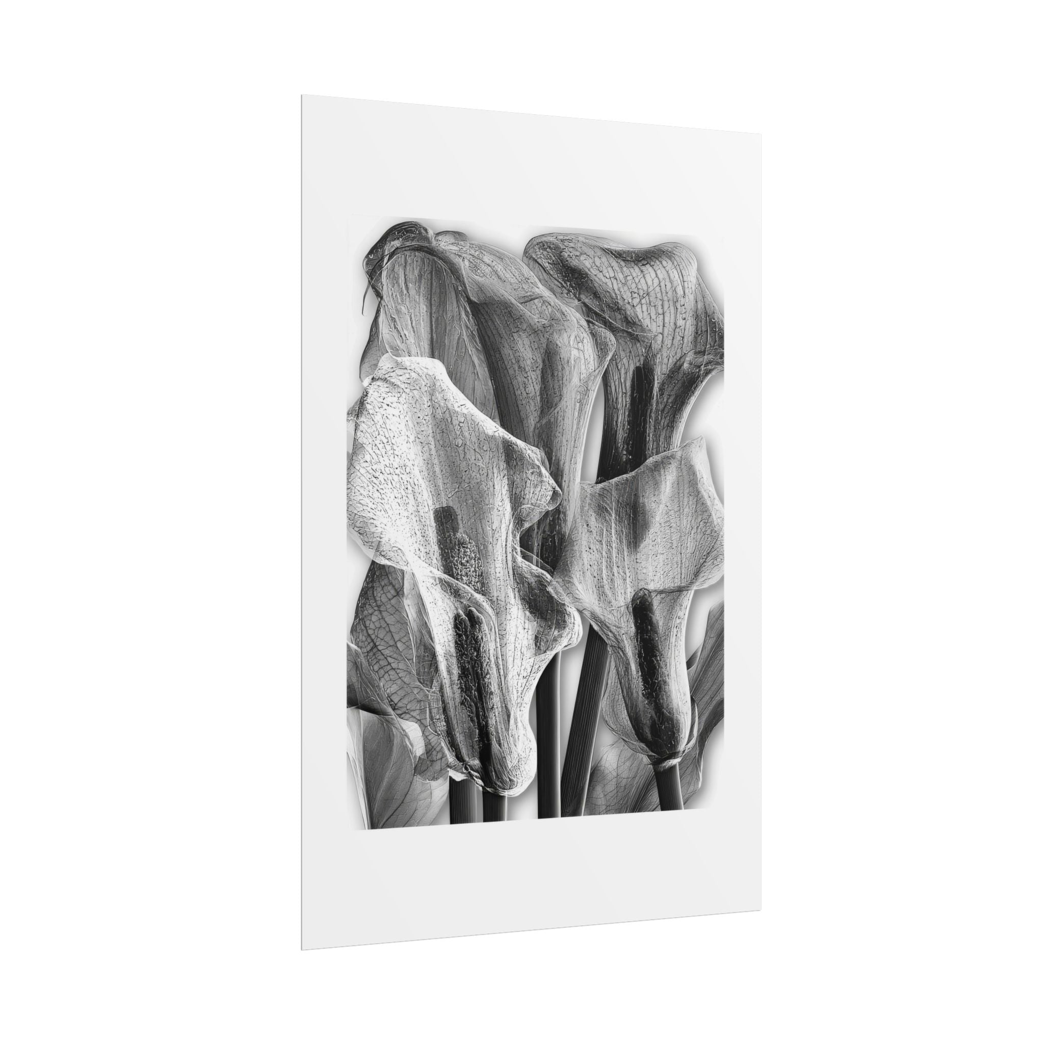 Black & White Calla Lily Poster — Minimal Floral Wall Art, Rolled Art Print for Living Room & Bedroom