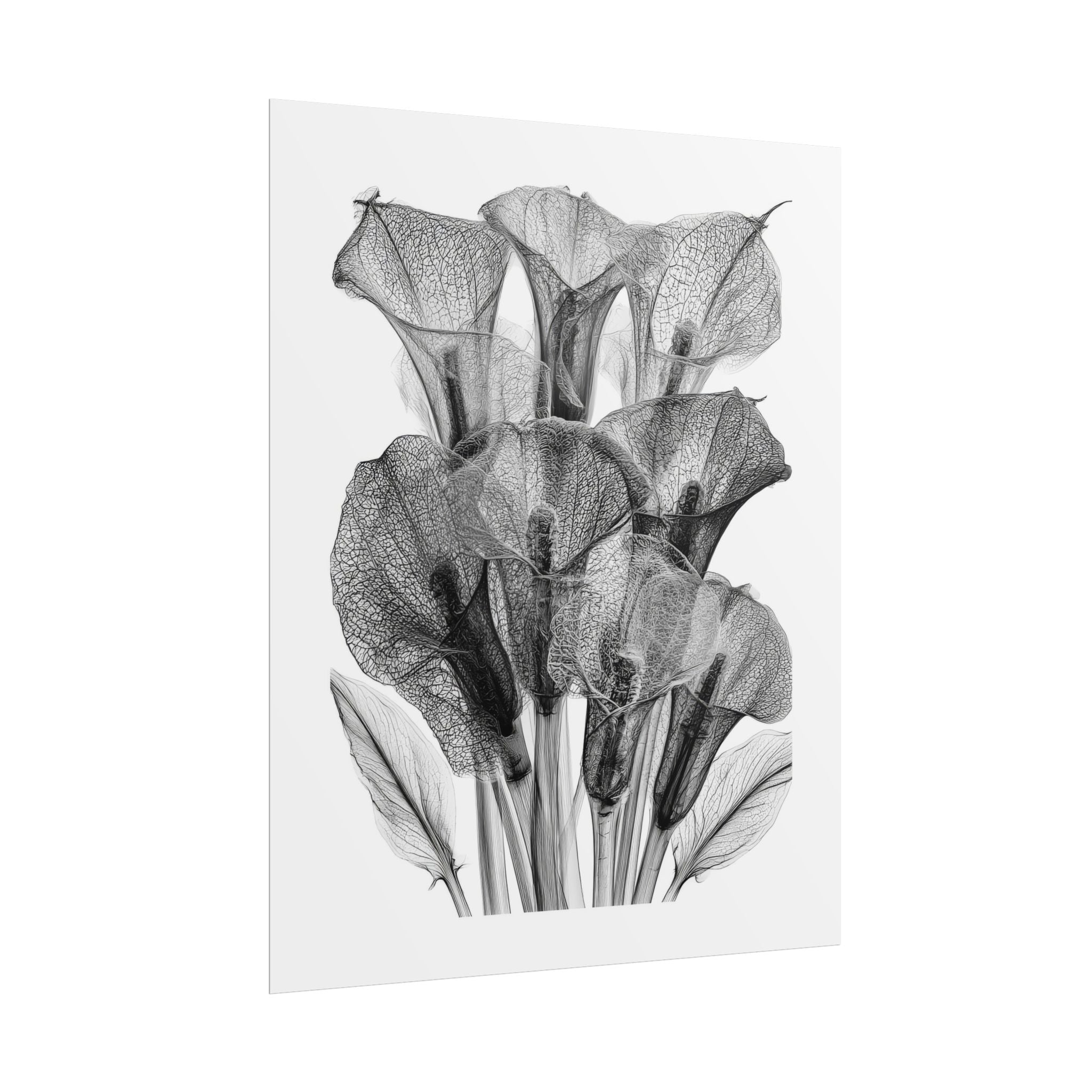 Rolled Poster - Black & White X-Ray Calla Lily Botanical Print