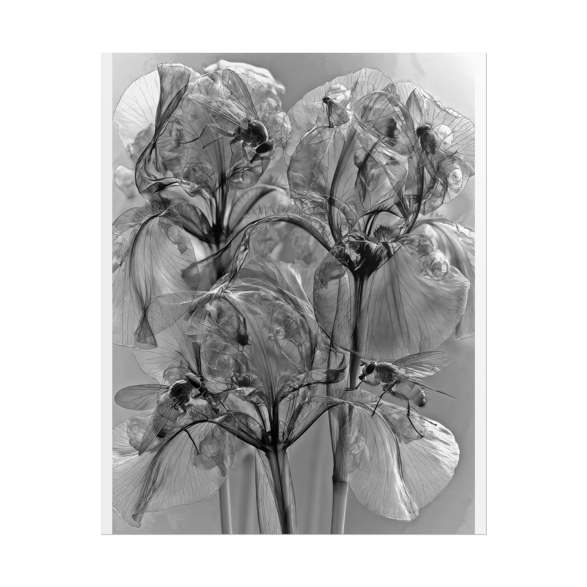 Rolled Poster — Monochrome X-Ray Floral Art Print