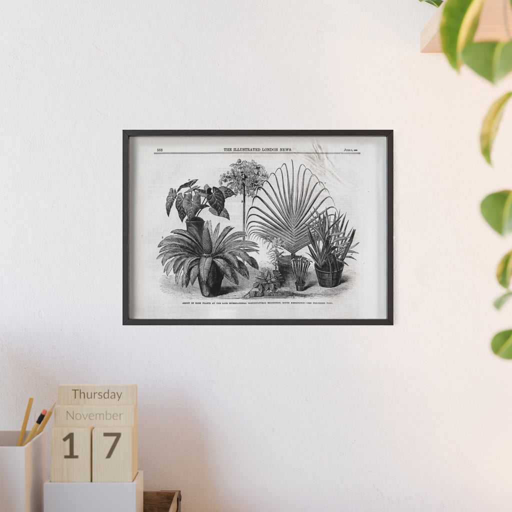 Group of Rare Plants at the International Horticultural Exhibition. Vintage Botanical Print Poster with Wooden Frame — Black & White Plant Illustration