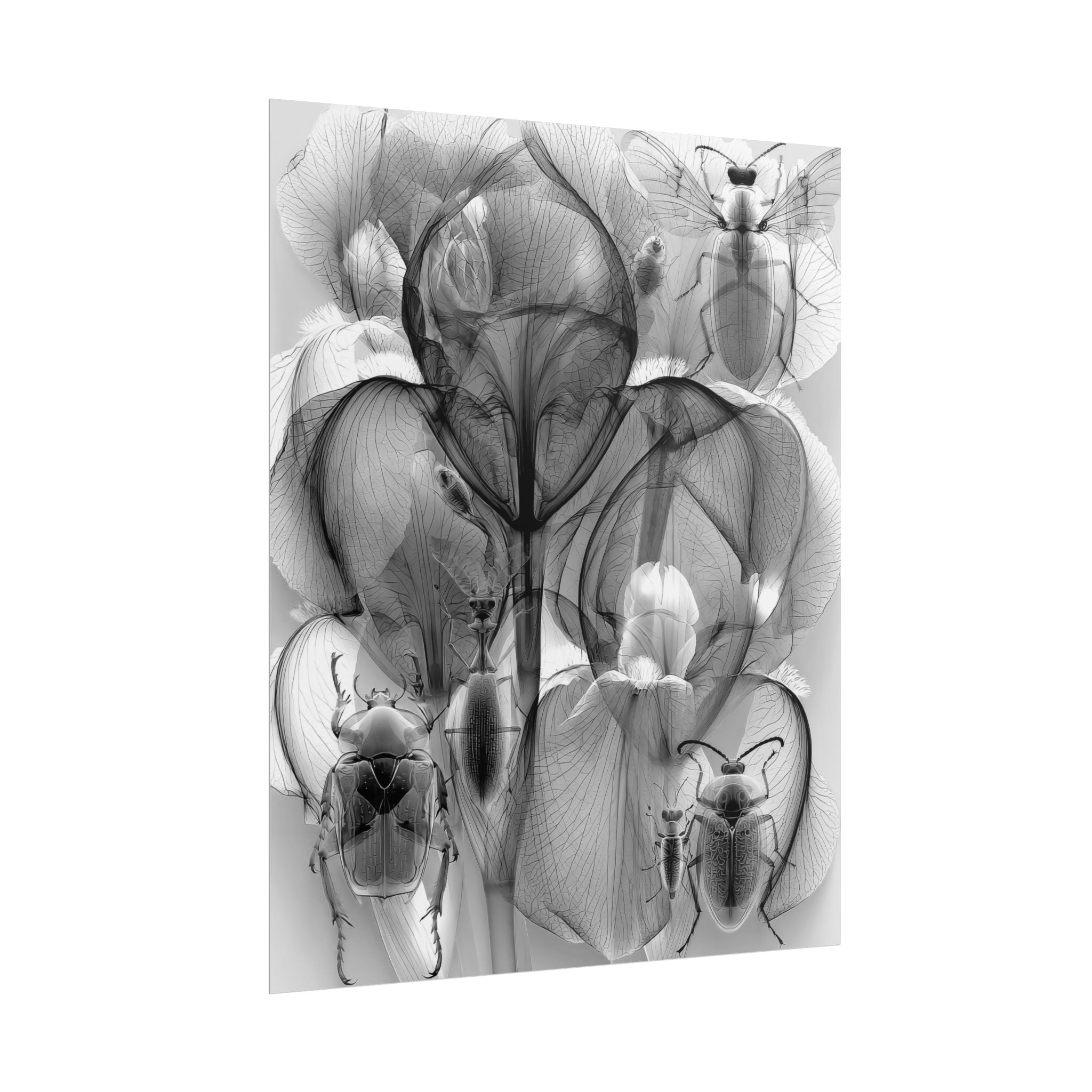 Orchid X-Ray Art Poster — Monochrome Floral Insect Wall Print