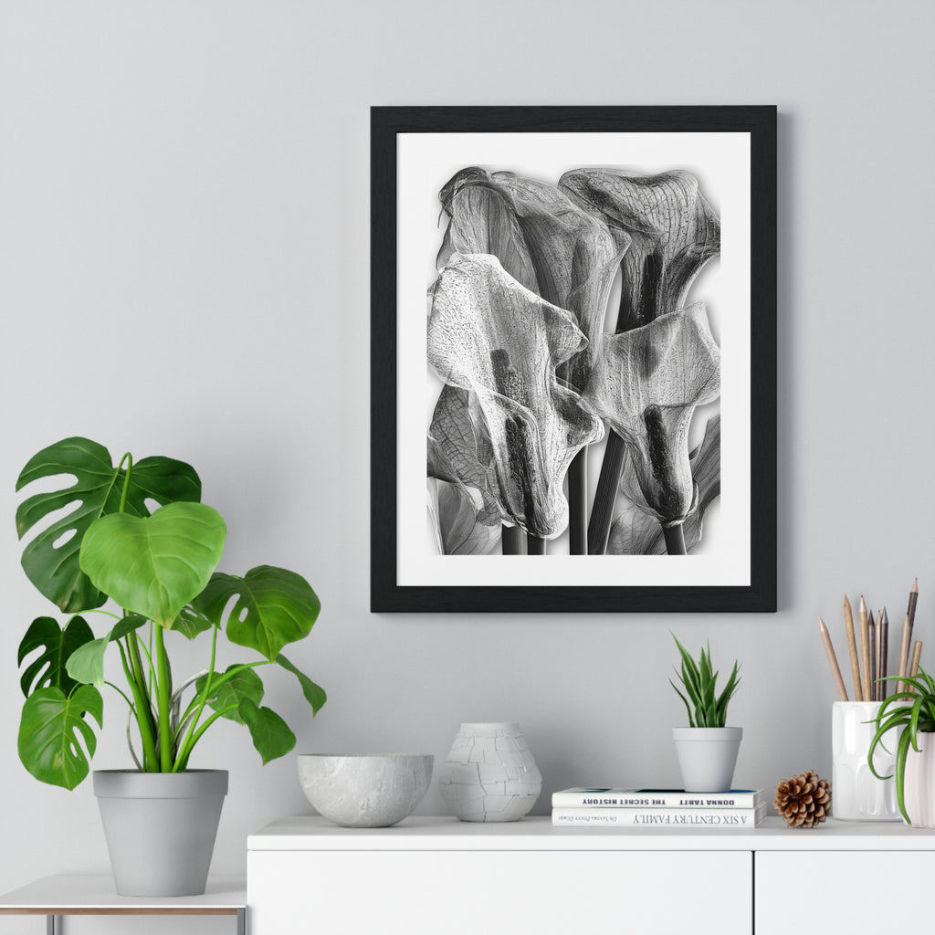 Black & White Calla Lily Framed Poster
