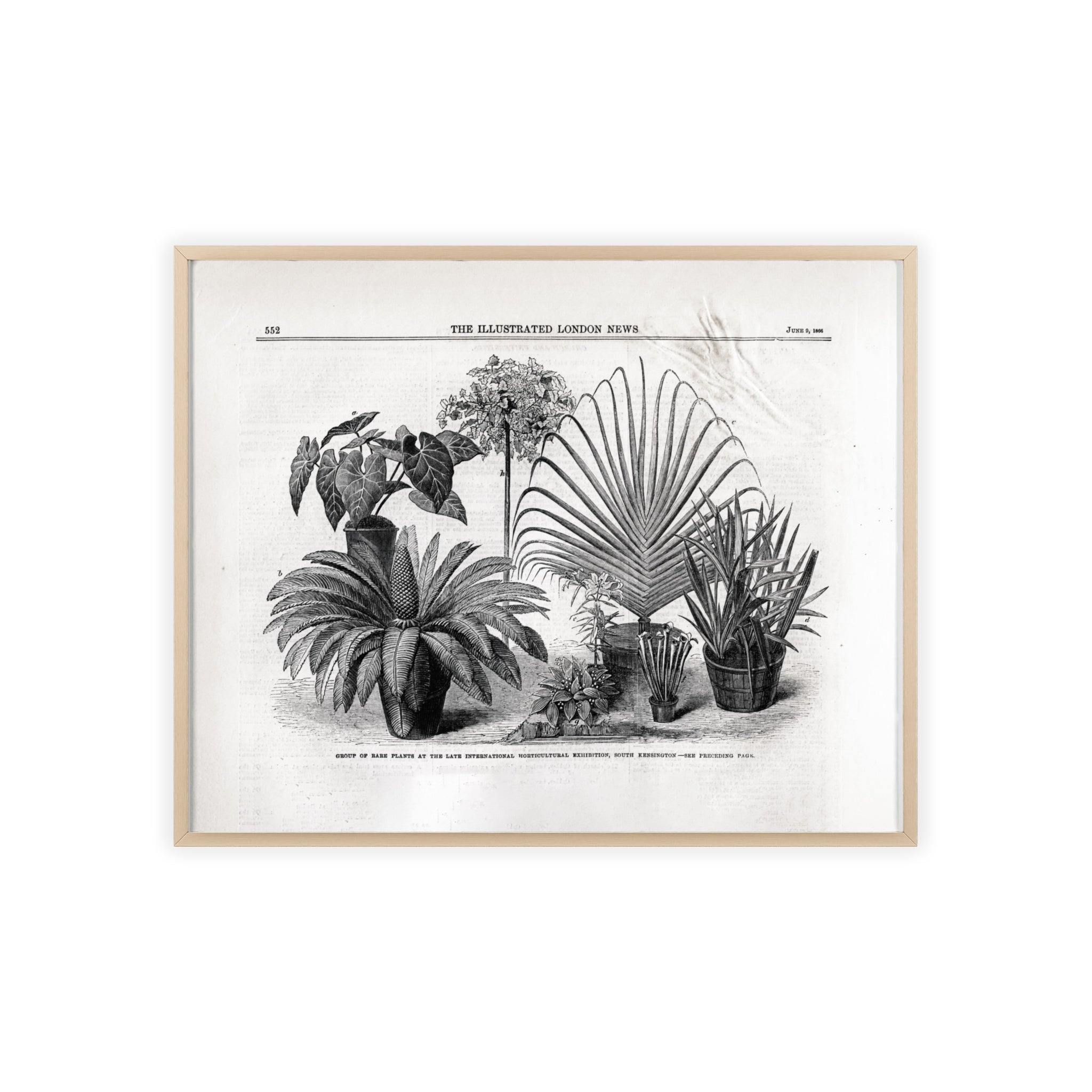 Group of Rare Plants at the International Horticultural Exhibition. Vintage Botanical Print Poster with Wooden Frame — Black & White Plant Illustration